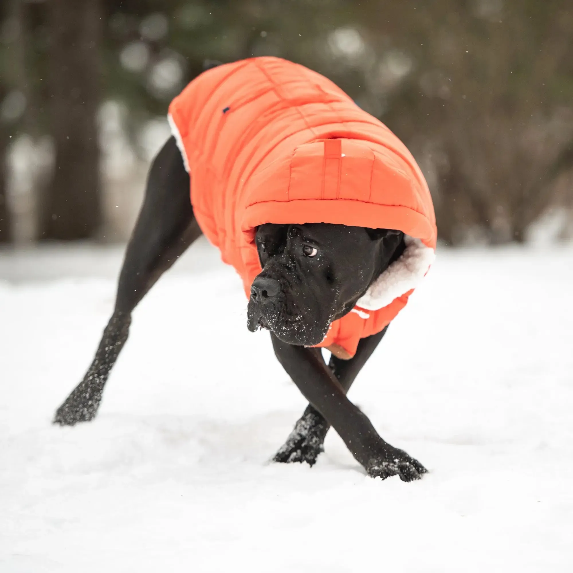 The Puff Dog Parka | Orange