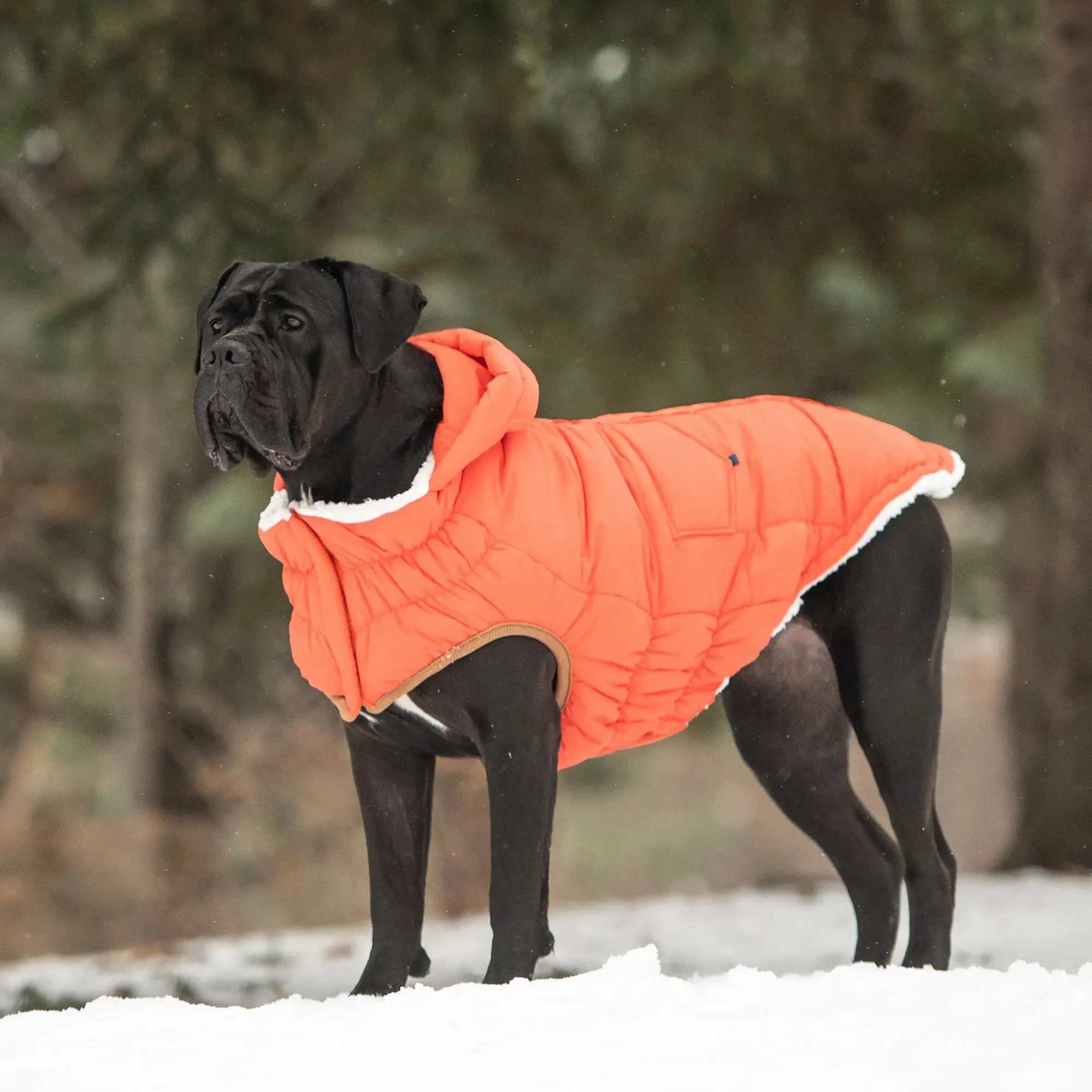 The Puff Dog Parka | Orange