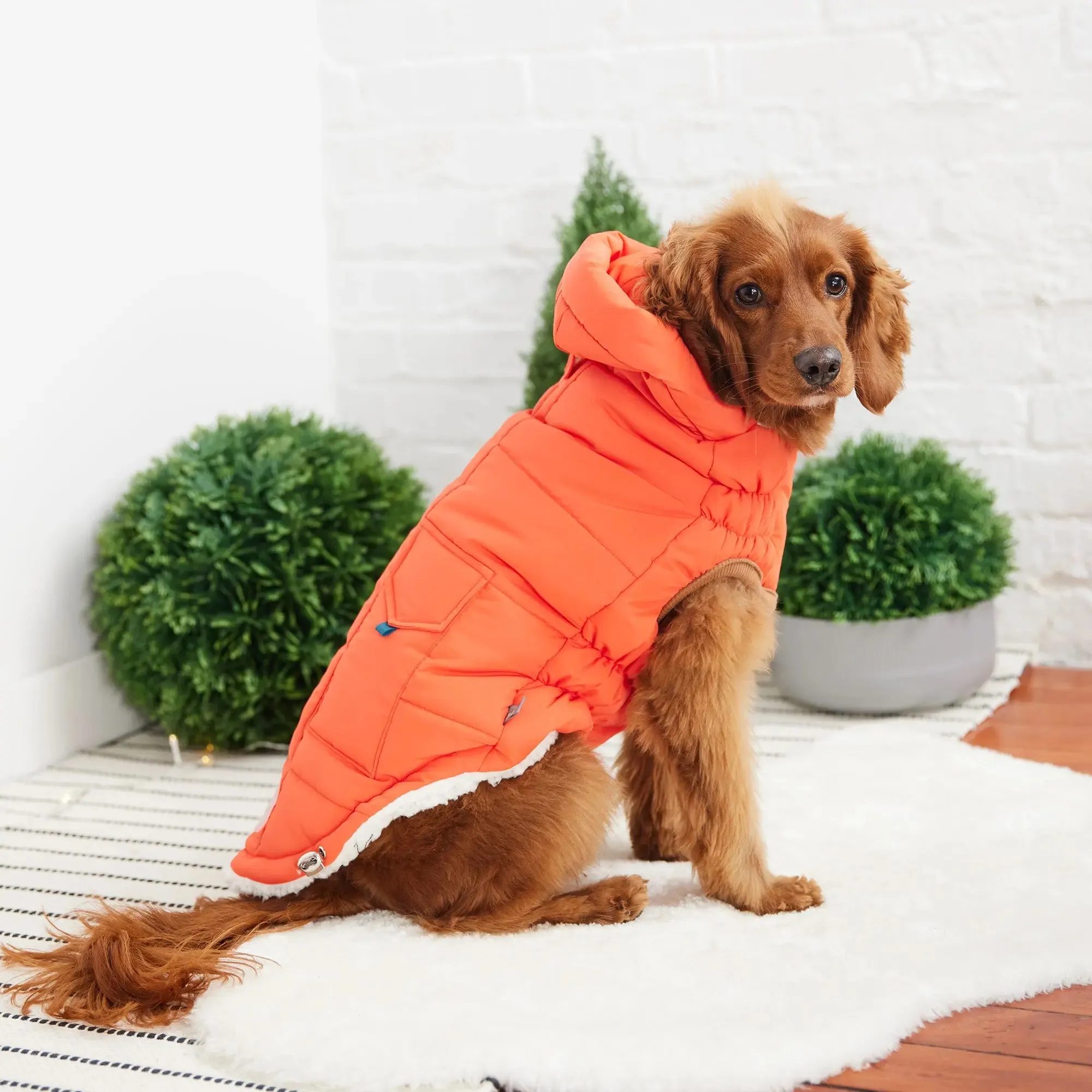 The Puff Dog Parka | Orange