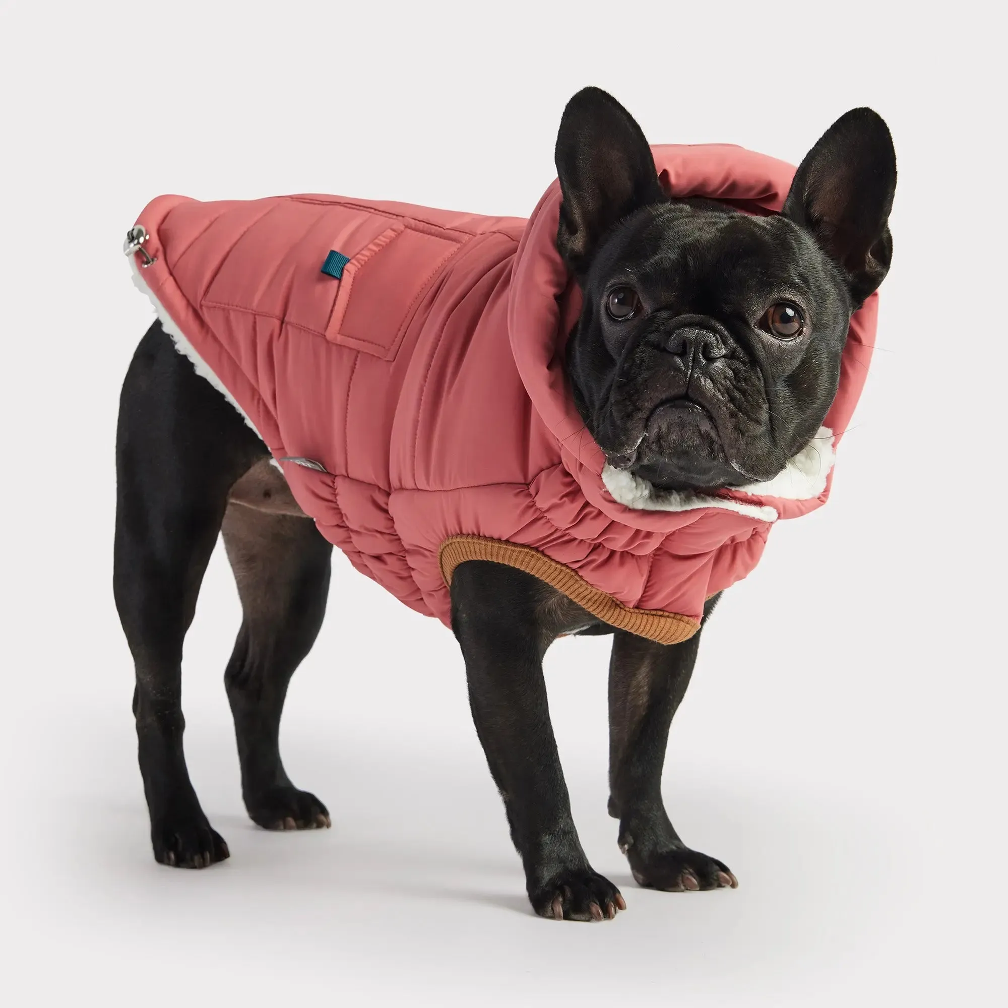 The Puff Dog Parka | Pink