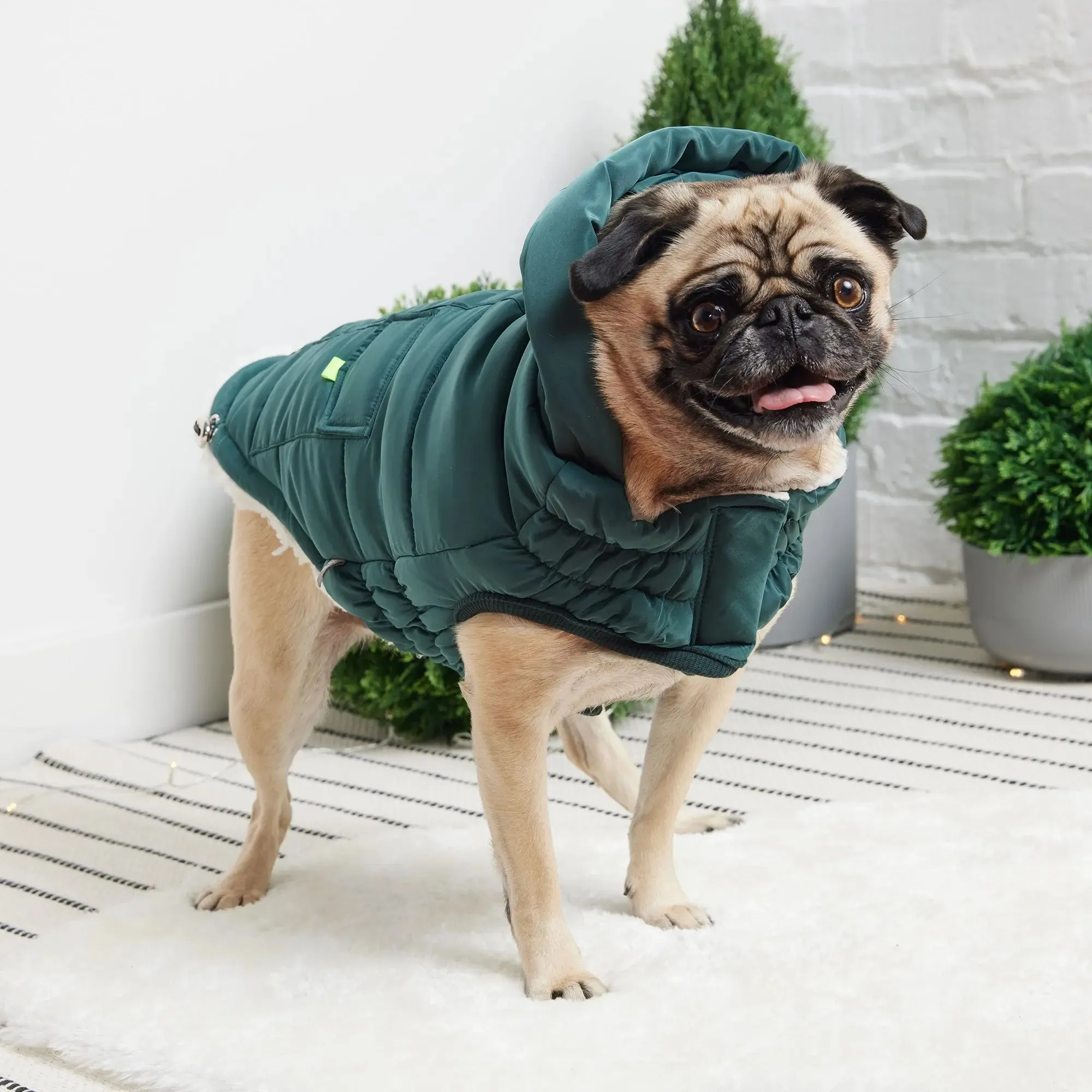 The Puff Dog Parka | Teal