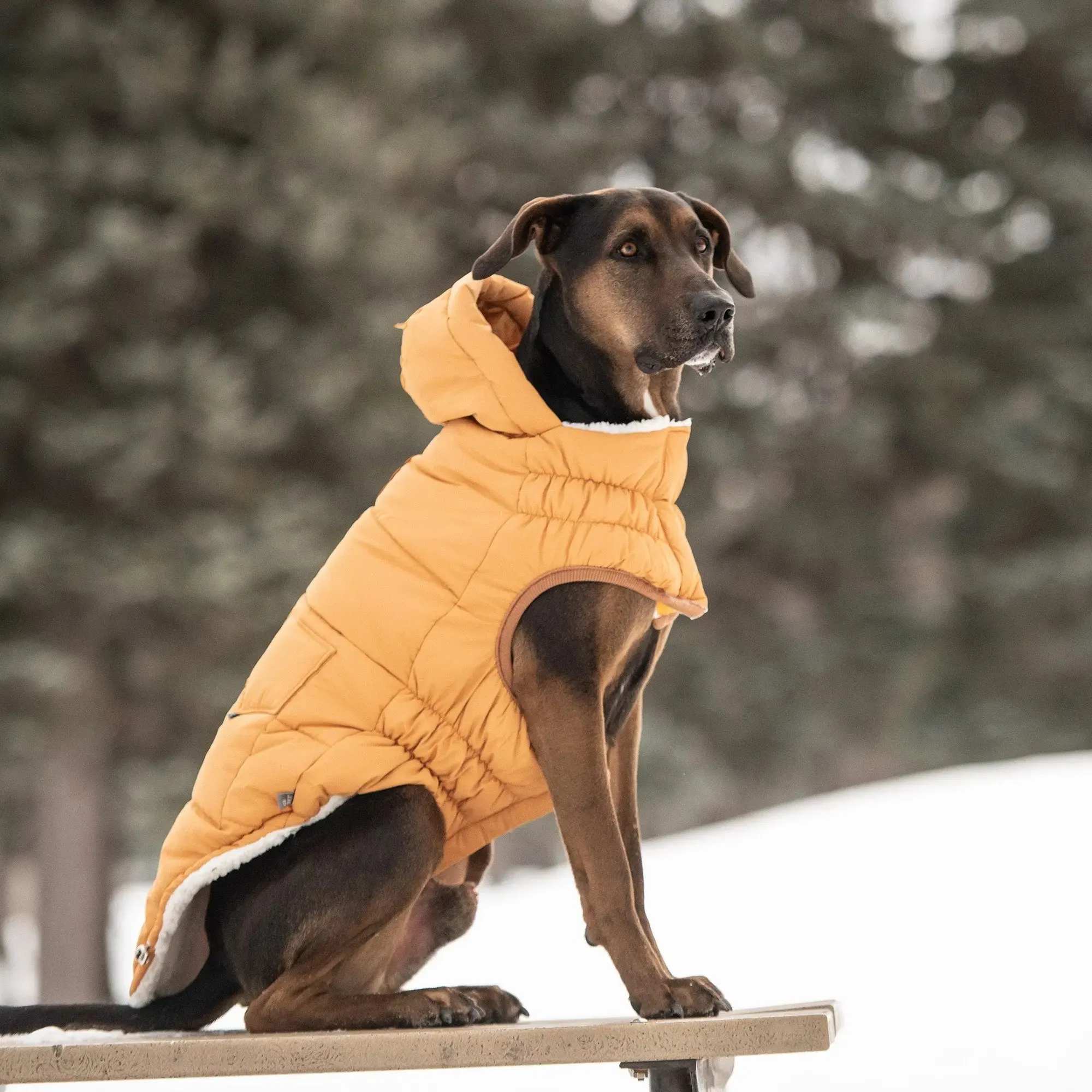 The Puff Dog Parka | Yellow